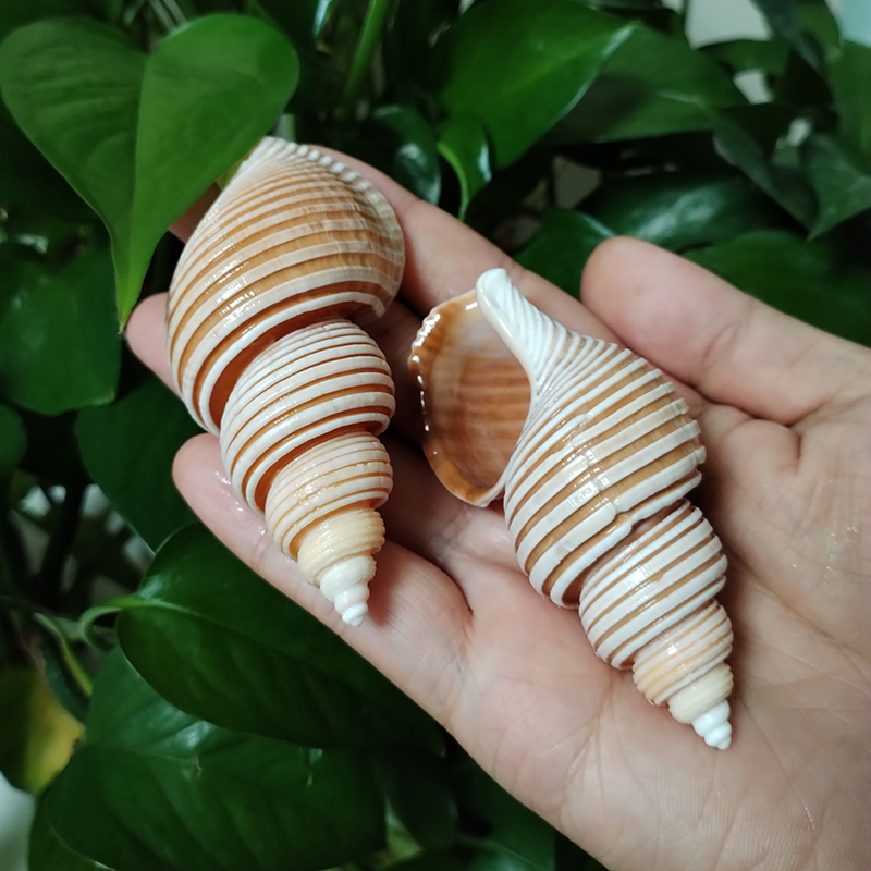 Home Decor Vietnam - Large Vietnam Spindle Shell Aancistrolepsis Vietnamensis
