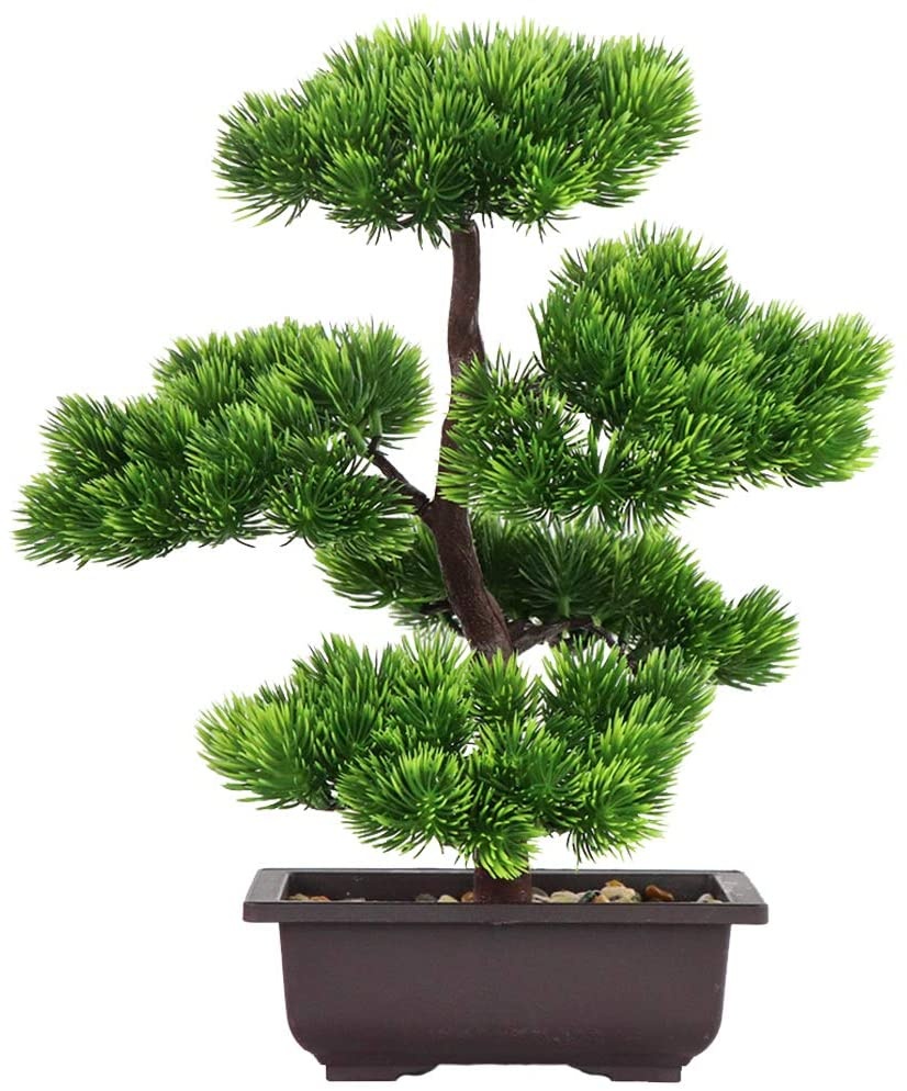 Japanese Pine Bonsai Plant for – обзор и цена Victory Home Decor