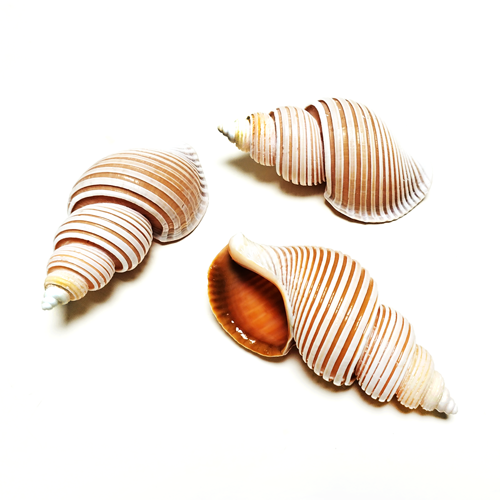 Large Vietnam Spindle Shell Aa – обзор и цена Home Decor Vietnam