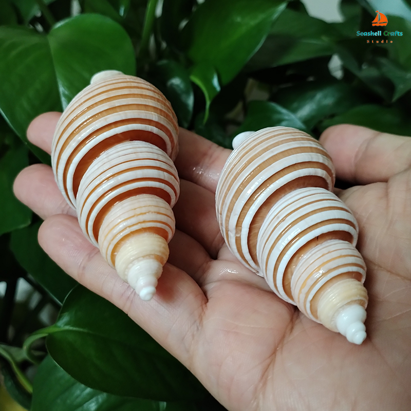 Large Vietnam Spindle Shell Aa – обзор и цена Home Decor Vietnam