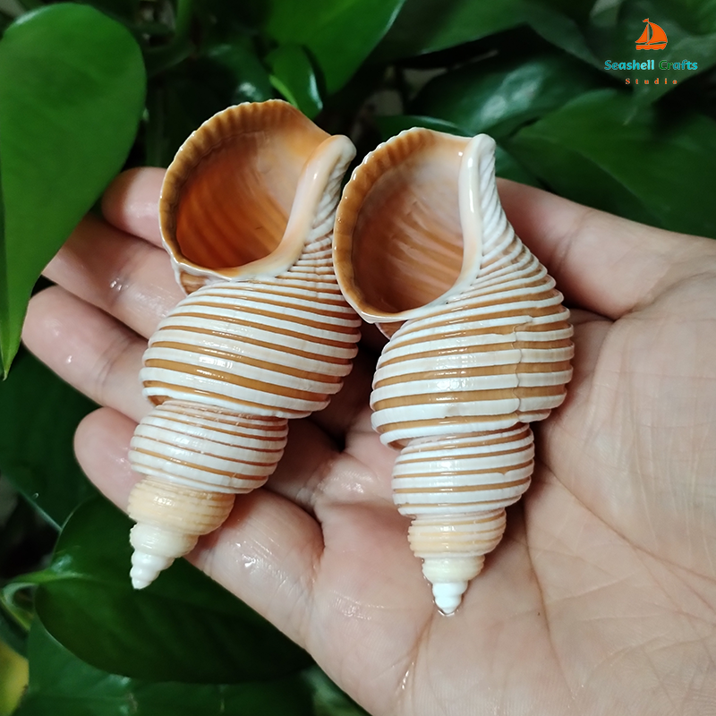 Large Vietnam Spindle Shell Aa – обзор и цена Home Decor Vietnam