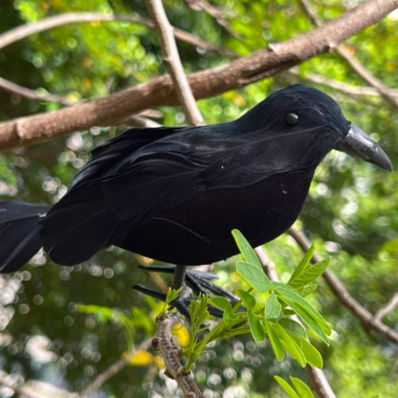 1PC Lifelike Black Crow Decor  – обзор и цена Home Decor In