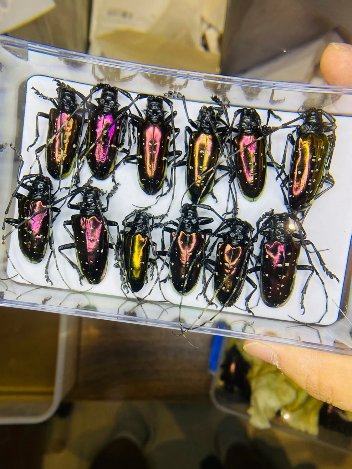 Vietnam Dicronorhina Debyana G – обзор и цена Home Decor Vietnam